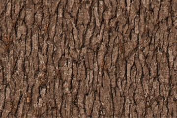 Wall Mural - brown bark texture background