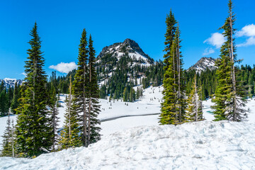 Wall Mural - Chinook Pass Hill 2