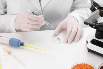 Wall Mural - quality control. food inspector examining wheat grains in laboratory, closeup