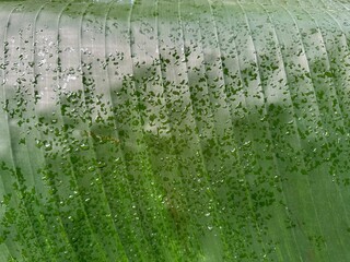 Wall Mural - Beautiful green leaf with water drops as background, top view