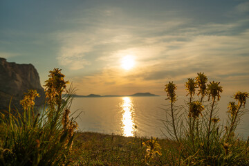 Wall Mural - A beautiful sunset over the ocean with a field of yellow flowers in the foreground.