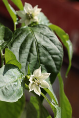 Poster - white flowers of pepper plant in the garden close up