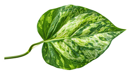 Wall Mural - Pothos leaf die cut PNG style isolated on white and transparent background