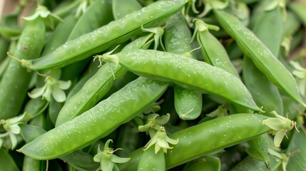 Wall Mural - Fresh Green Sugar Snap Peas in Pods for Harvesting