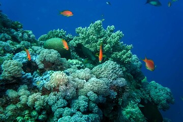 Wall Mural - fishes and coral reef in sea