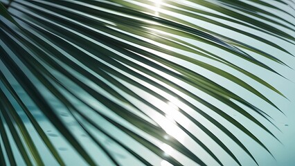 Wall Mural - Palm leaves, and reflection of sunlight on water transparent background. 