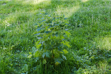 Wall Mural - Bush of young motherwort on meadow in spring sunny morning