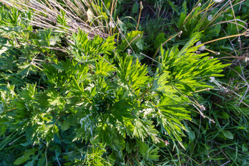 Wall Mural - Bush of young common mugwort in evening light, top view