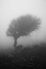 Black&White Foggy Tree in Greece