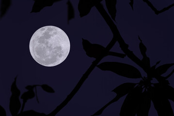 Wall Mural - full moon with bird and tree branch silhouette in the night.