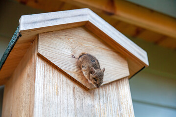 a mouse looking out of a birdhouse