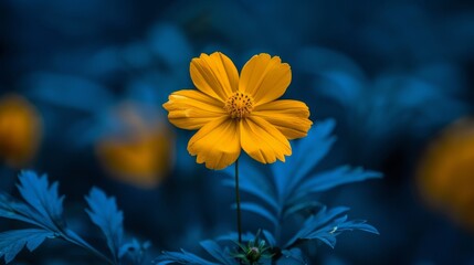  A tight shot of a yellow bloom against a backdrop of softly blurred blue and yellow flowers In the foreground, a solitary blue-leaved flower joins the yellow one