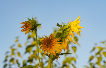 Sticker - sunflower grows upwards