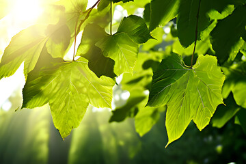 Wall Mural - This image shows sunlight filtering through lush green leaves, creating a serene and vibrant scene. The bright sunlight highlights the texture and veins of the leaves. 