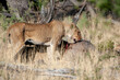 © Wolfgang - lioness feeding on a wildebeest