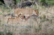 © Wolfgang - two lionesses feeding on a wildebeest