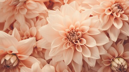 Sticker - Beautiful pink dahlia flowers as background, closeup view