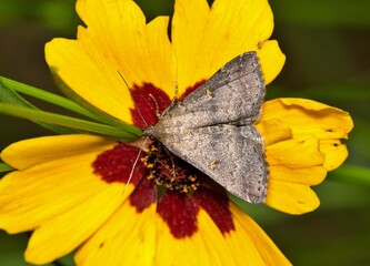 Wall Mural - Florida Owlet Moth Tetanolita floridana insect flower nature pest control Springtime.