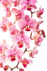 Aufkleber - Close-up photo of a single pink flower against a clean white background, perfect for use in editorial or commercial designs
