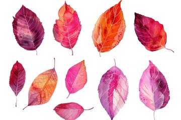 Poster - A collection of different colored leaves arranged on a white surface
