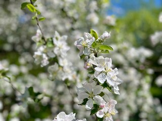 Wall Mural - tender white cherry blossom, blue sky, blooming tree