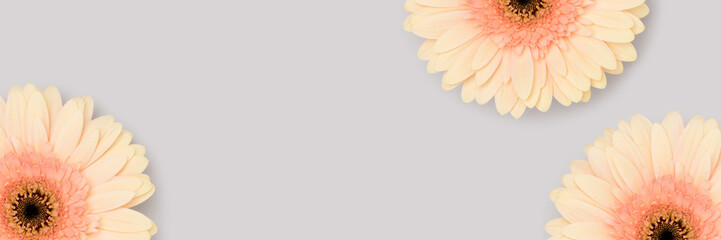 Wall Mural - banner with beige gerbera flowers scattered on a blue background. springtime composition.