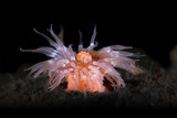 White sea anemone from Norway