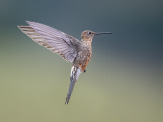 Poster - Giant Hummingbird flying against a blurred background