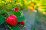 Ripe strawberry among lush green leaves by sunny day with the place for text | Dojrzałe truskawki wśród bujnych zielonych liści w słoneczny dzień z miejscem na tekst