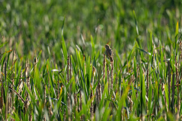 Sticker - A great reed bird sings on a reed twig.