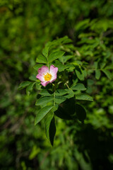 Poster - Pink rose hip flower on a bush.