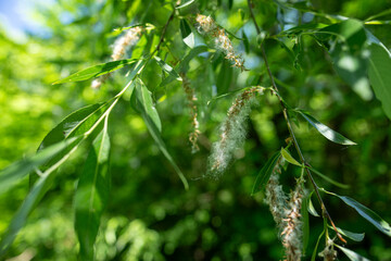 Sticker - Fluffy tufts of seeds on a willow tree.