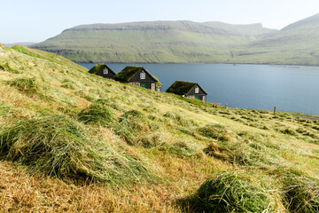 Wall Mural - Harvesting hay in the Faroe Islands. Traditional faroese grass-covered black houses and Atlantic ocean on background. Village Bour, Vagar island, Faroe Islands, Denmark