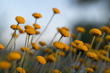 Background with yellow flowers of santolina (Santolina chamaecyparissus) in the field