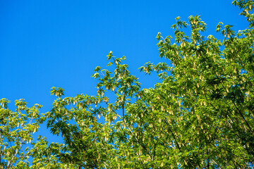 Wall Mural - Welcome to spring, light green new leaves and yellow flowers on a maple tree with a sunny clear blue sky in the background
