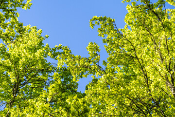 Wall Mural - Welcome to spring, light green new leaves on deciduous trees backlit by the sun and framing clear blue sky, as a nature background
