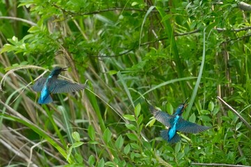 Wall Mural - common kingfisher in a field