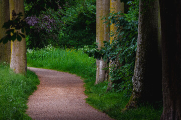 Wall Mural - Natural gravel path in the forest with green leaves, Walkways with curve and tree trunks along the side, Woodland with pathway in the dark toned, Nature background.