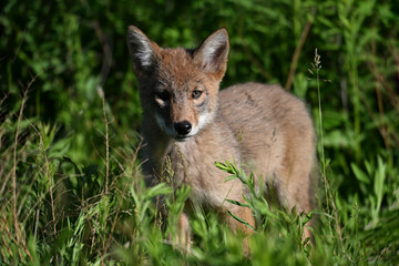 Wall Mural - A cute young Coyote Cub explores a spring meadow along the edge of a forest in an urban park