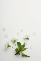 Wall Mural - Beautiful spring tree blossoms and petals on white background, flat lay. Space for text