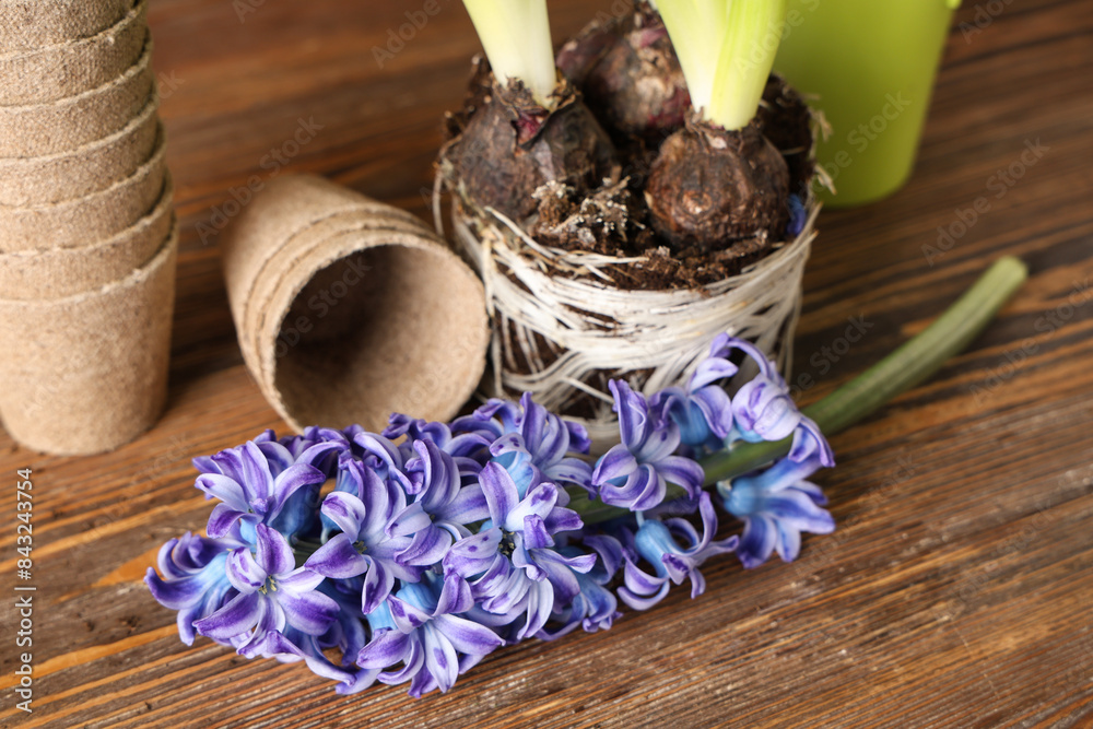 Planting hyacinth flowers on table against wooden background