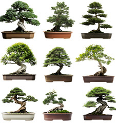 Wall Mural - Bonsai tree isolated on white background