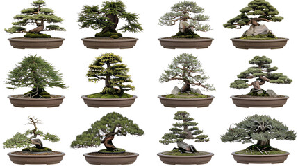 Wall Mural - Bonsai tree isolated on white background