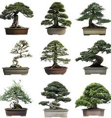 Wall Mural - Bonsai tree isolated on white background