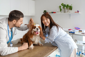 Poster - Male veterinarian with owner examining cute dog on table in clinic