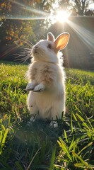 Wall Mural - Cute white rabbit in the grass under sunlight