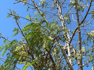 Sticker - Sesbania Grandiflora tree in nature garden