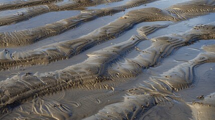 Wall Mural - the rhythmic ebb and flow of the tides leave behind intricate patterns on the muddy surface of the t
