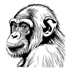 chimpanzee