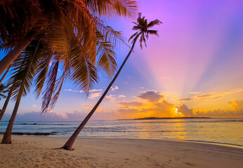 Silhouette coconut palm trees  in summertime on the beach with  sunset scene